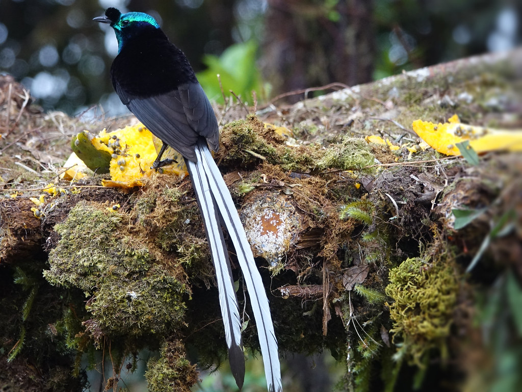 A ribbon-tailed astrapia with striking white tail feathers perches on a moss-covered branch.