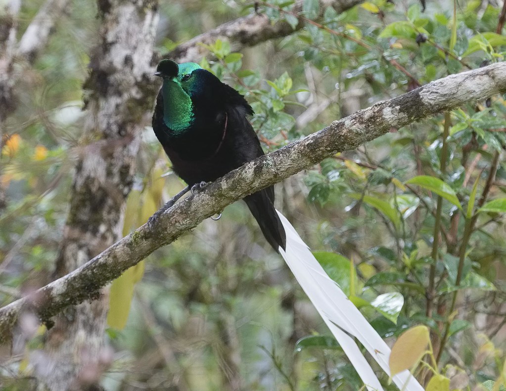 A ribbon-tailed astrapia with long, white tail feathers rests on a branch.