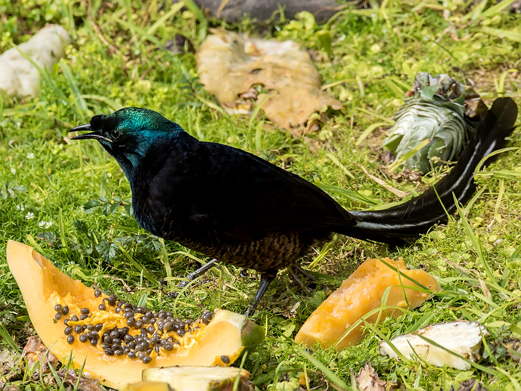 A splendid astrapia stands on grassy ground.