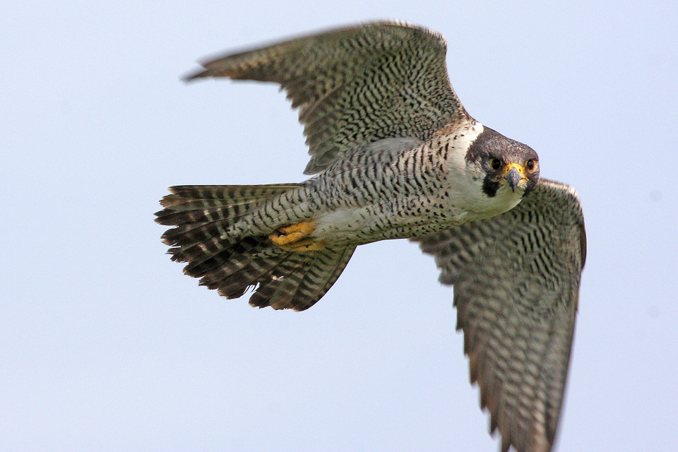 A Peregrine Falcon with grey and white barred wings soars through a light sky.