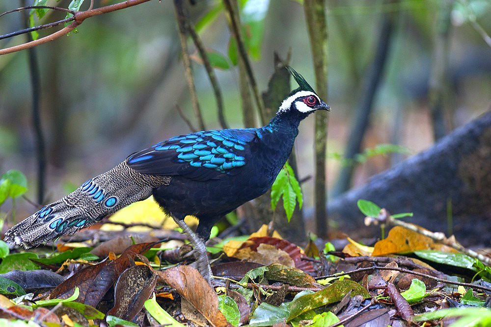 A Palawan peacock-pheasant with iridescent blue-green spots walks among fallen leaves.