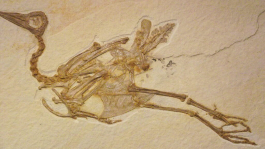 A fossilized skeleton of a bird, possibly Archaeopteryx, is preserved in light-colored rock.
