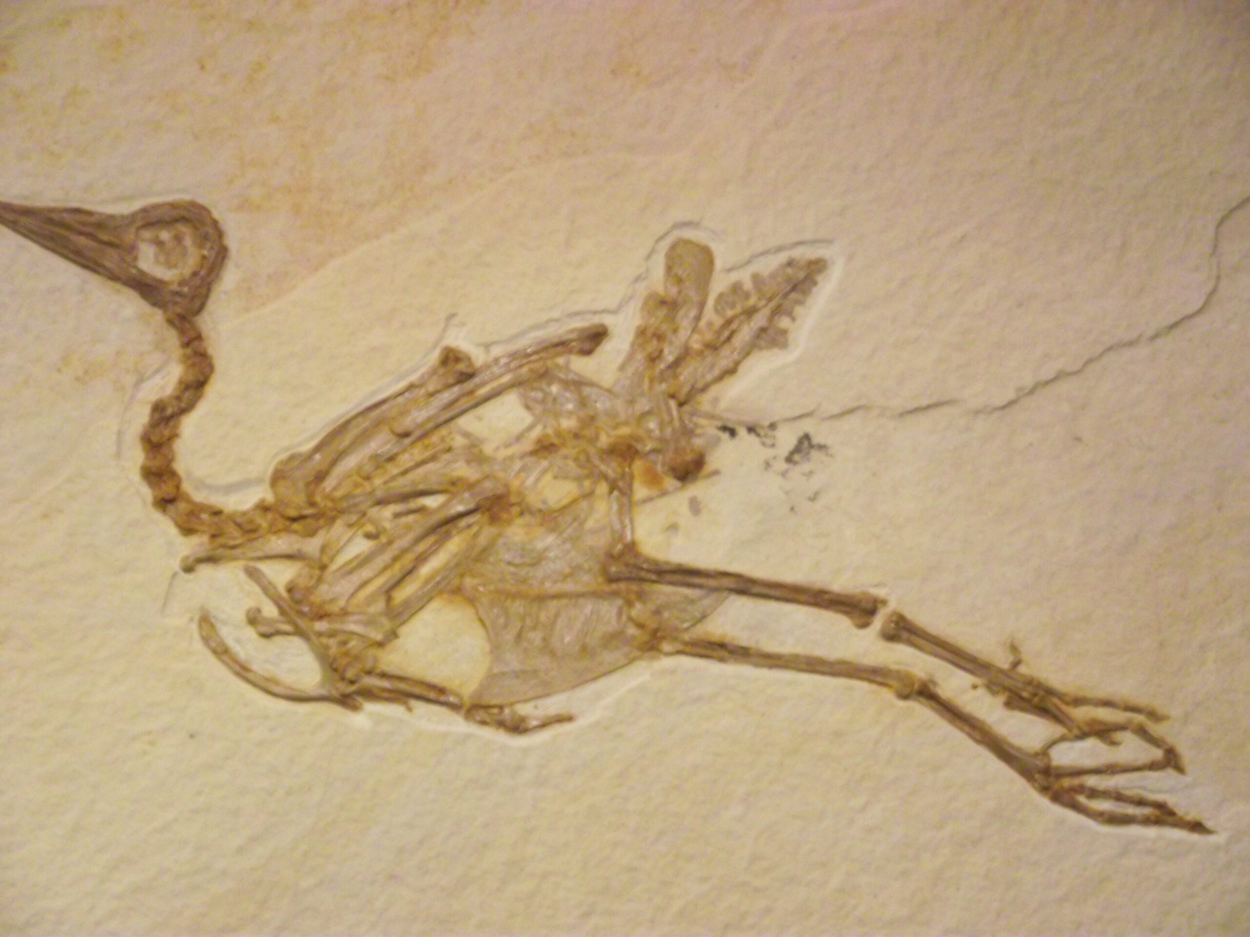 A fossilized skeleton of a bird, possibly Archaeopteryx, is preserved in light-colored rock.