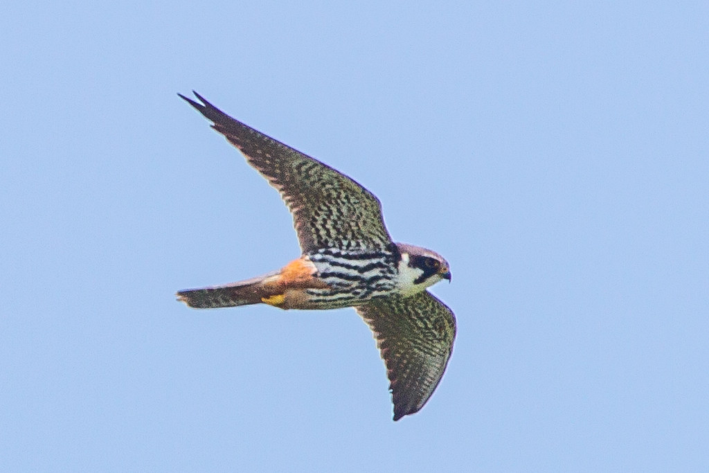 A eurasian hobby with patterned wings and a rusty belly flies against a light blue sky.