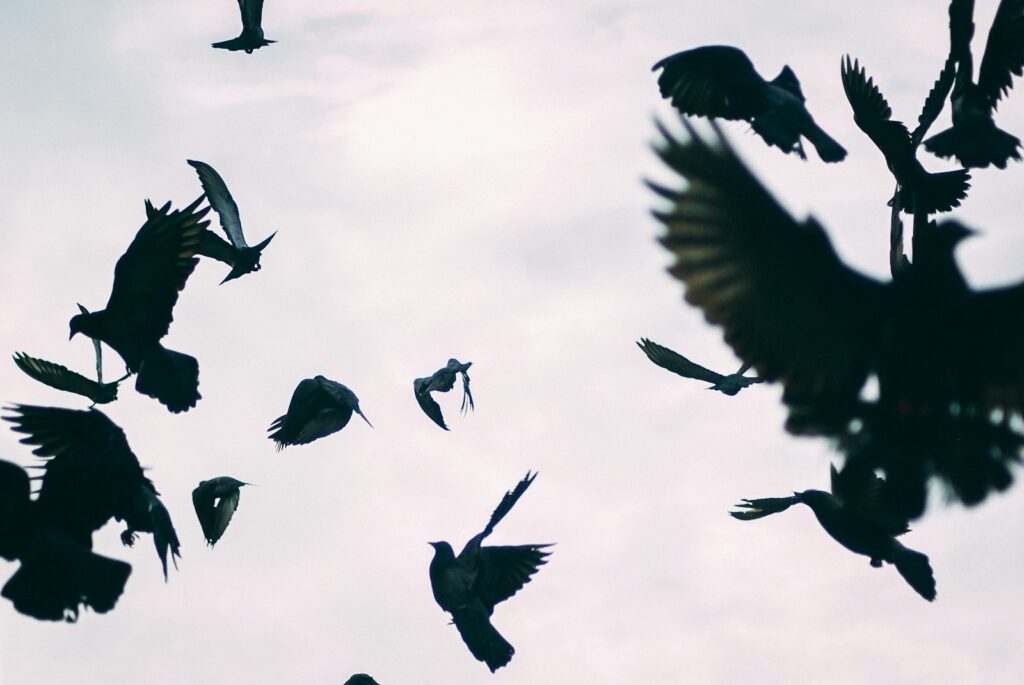 Crow birds fly against a pale sky.