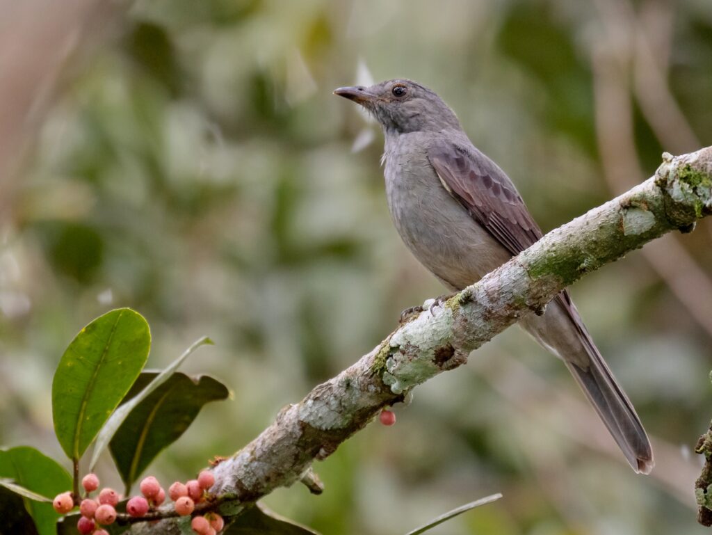 A Screaming Piha perches on a lichen-covered branch.