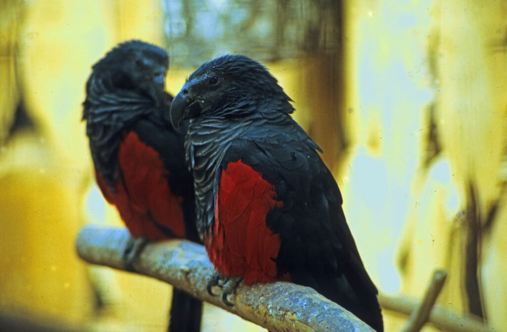 Two Pesquet's parrots, also known as Dracula parrots, perch on a branch.