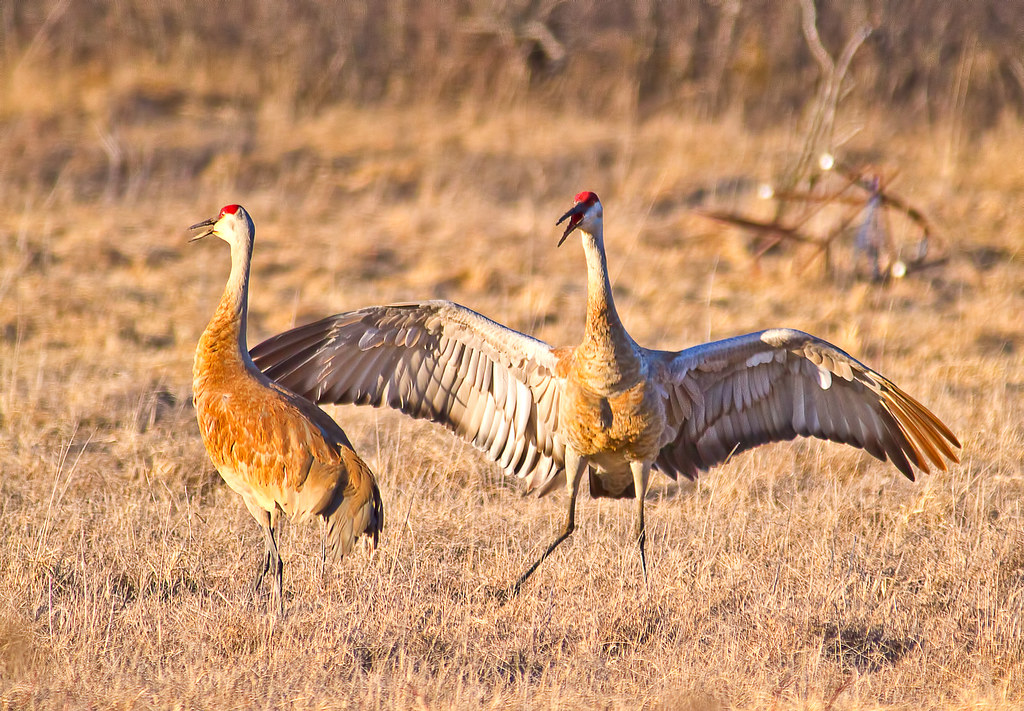 Two sandhill cranes stand in a dry, grassy field, one with outstretched wings.