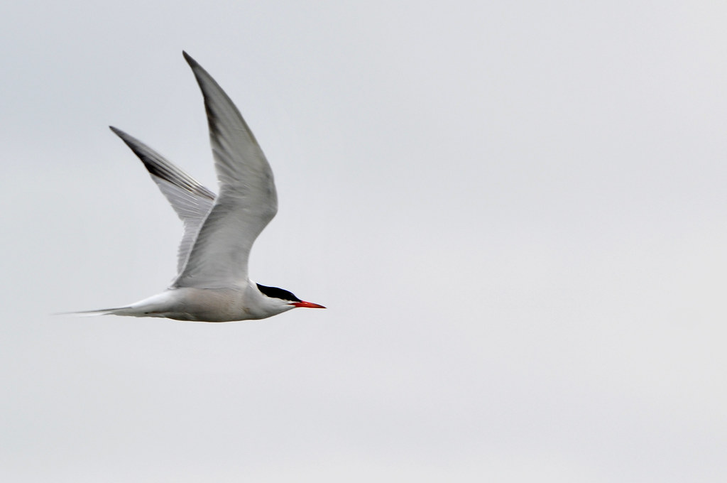 A tern with gray and white plumage, a black cap, and a red beak flies against a pale sky.