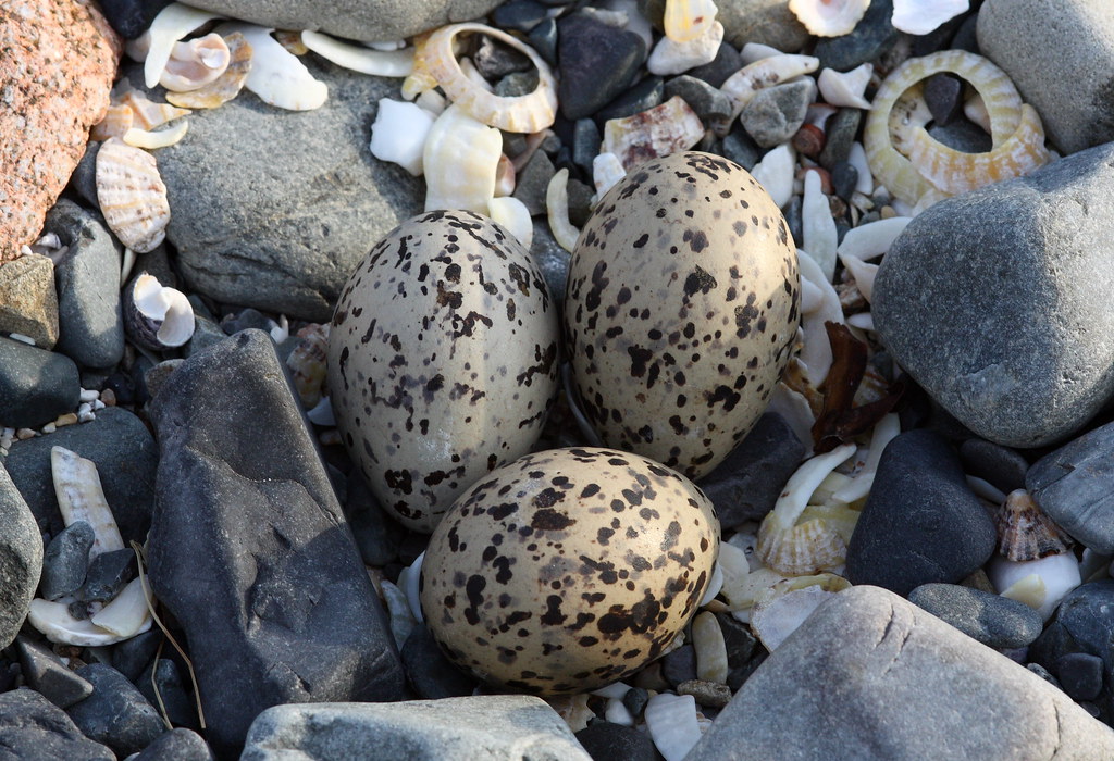 Three speckled oystercatcher eggs rest among rocks and shells.