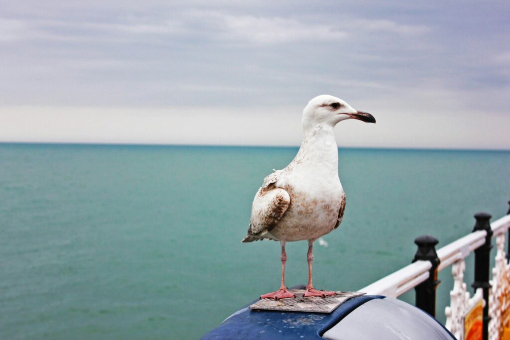 A juvenile Yellow-legged Gull stands near the sea.