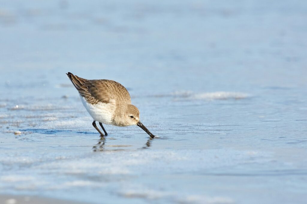 Dunlin foraging in shallow water.