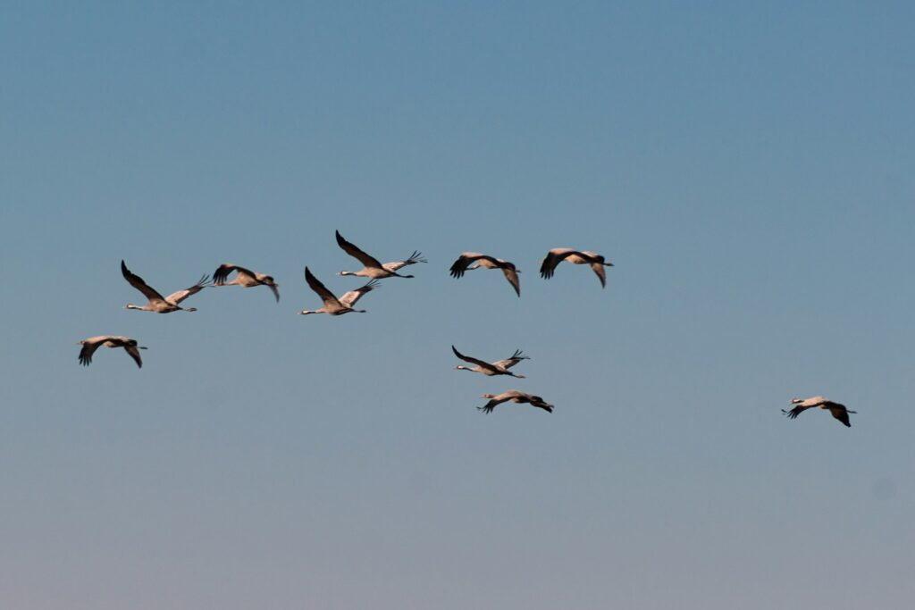 A flock of birds flying through a blue sky.