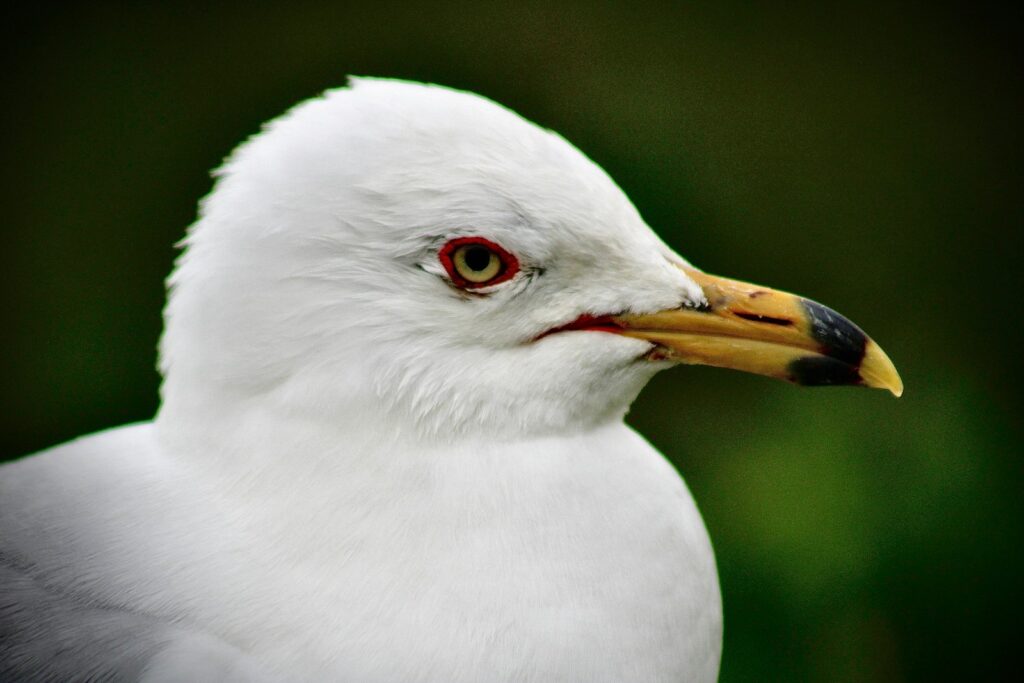 A Ring-billed Gull with white plumage, a yellow bill with a black ring, and a red eye-ring is shown in a close-up.