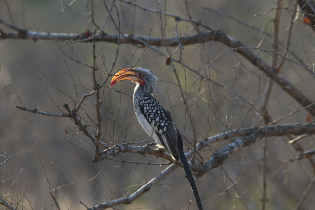 A southern yellow-billed hornbill perches on a bare branch.
