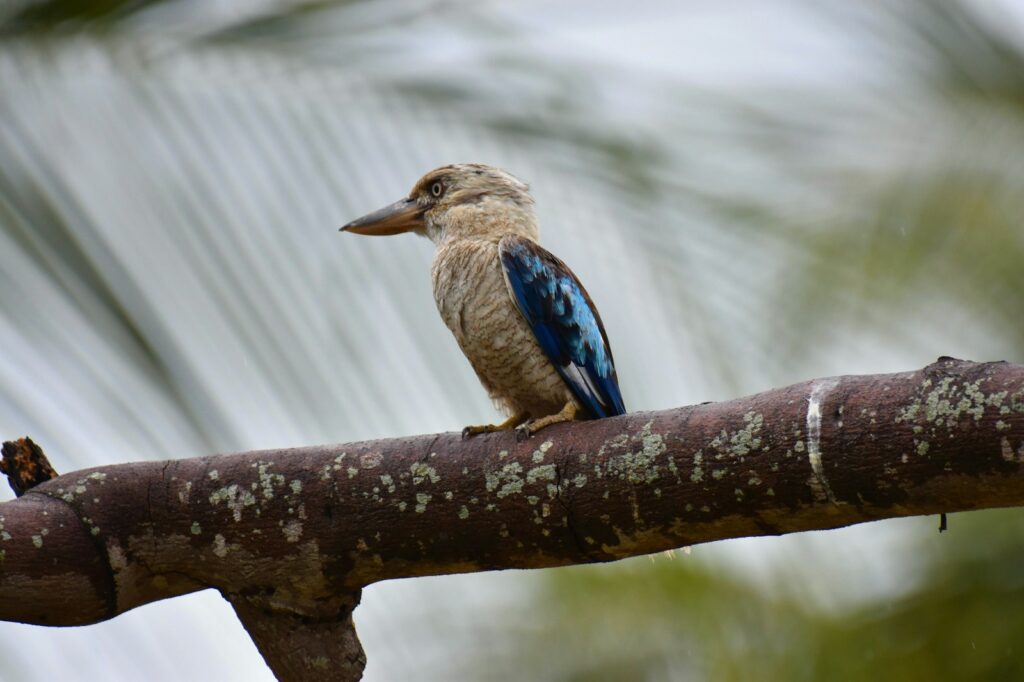 A blue-winged kookaburra with brown and blue feathers rests on a lichen-covered branch.
