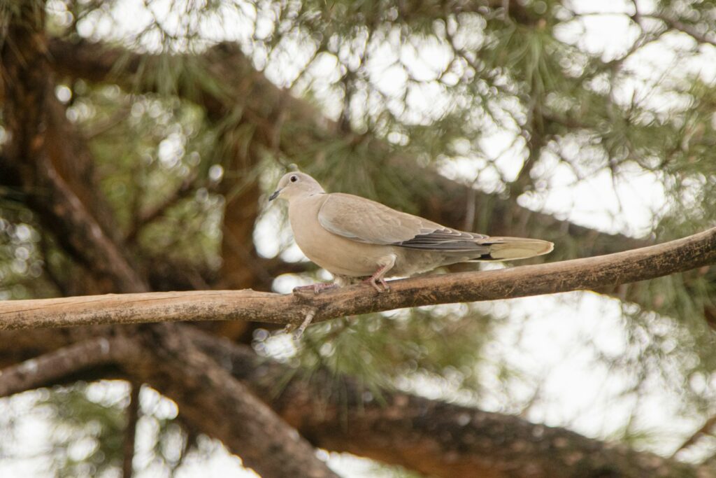 A Eurasian collared dove rests on a branch.