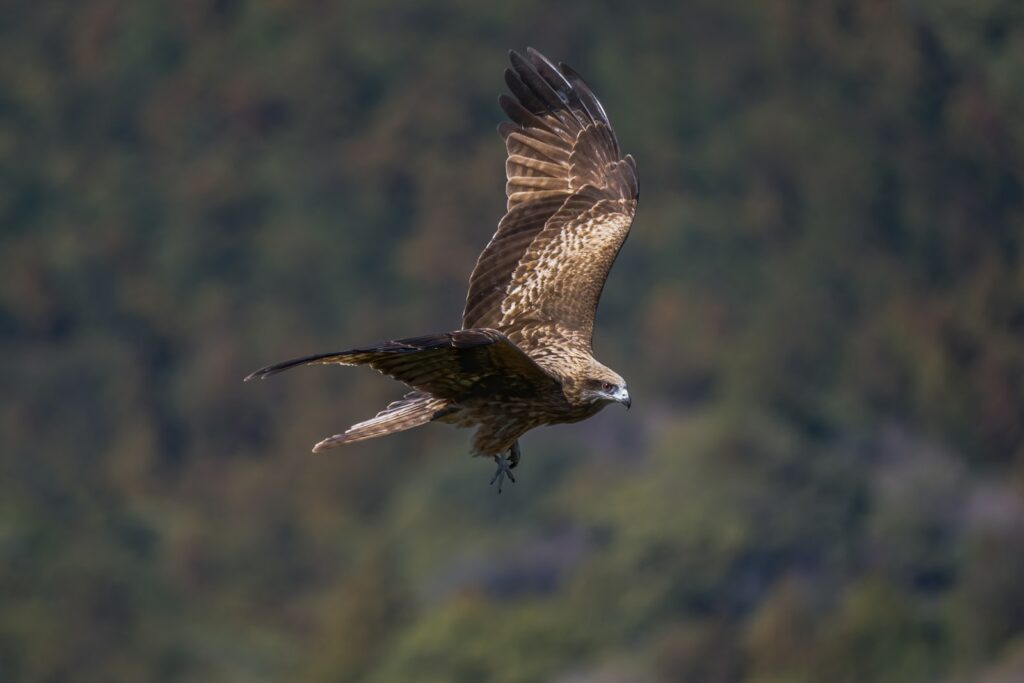A brown and white kite soars with one wing prominently displayed against a blurred background.