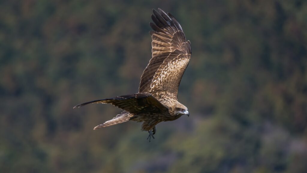 A brown and white kite soars with one wing prominently displayed against a blurred background.