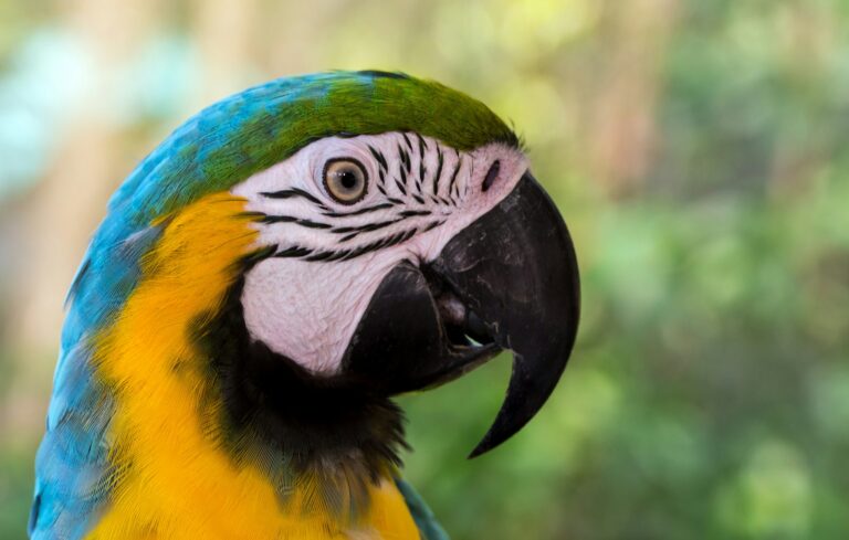 A close-up of a blue-and-yellow macaw's head.