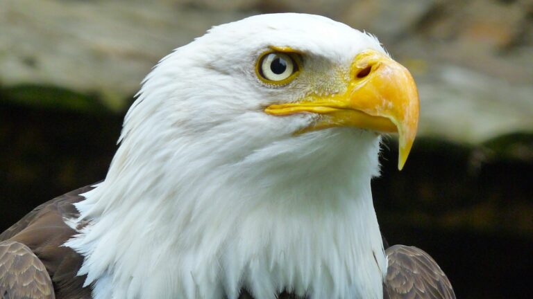 A majestic Bald Eagle with a white head and yellow beak gazes intently.