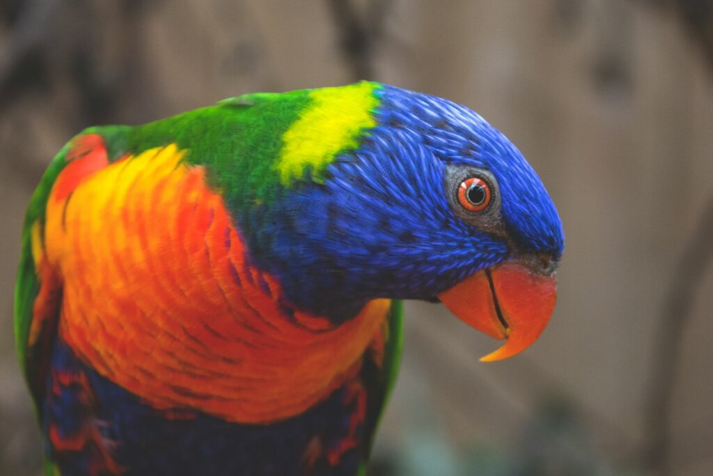 A vibrant rainbow lorikeet displays its colorful blue head, orange chest, and green back.