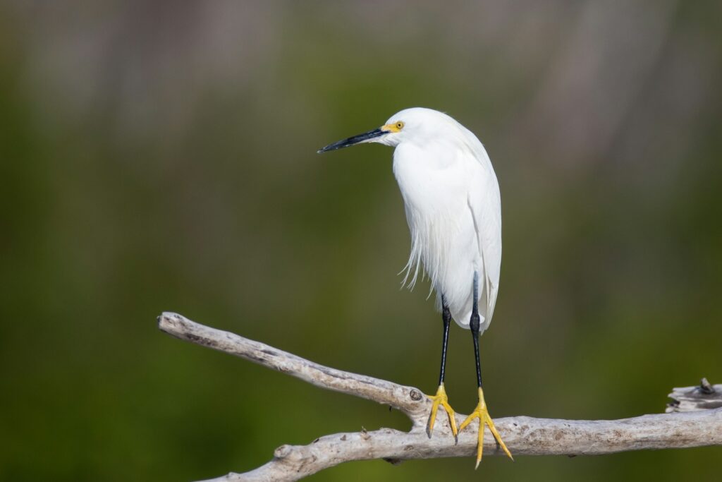 A snowy egret with white plumage, black legs, and bright yellow feet perches on a branch.