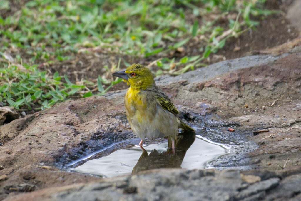 A yellow weaver bird, possibly a Rüppell's weaver, stands in a puddle.