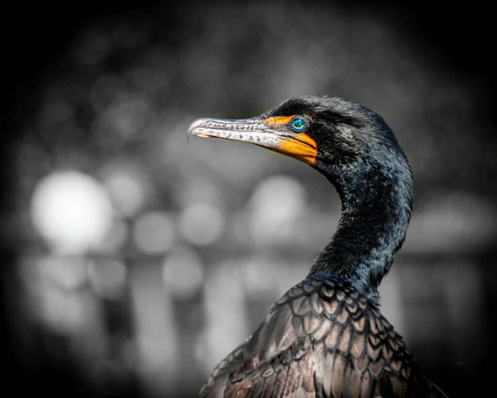 A Double-crested Cormorant with glossy black plumage and a bright turquoise eye is shown in profile.