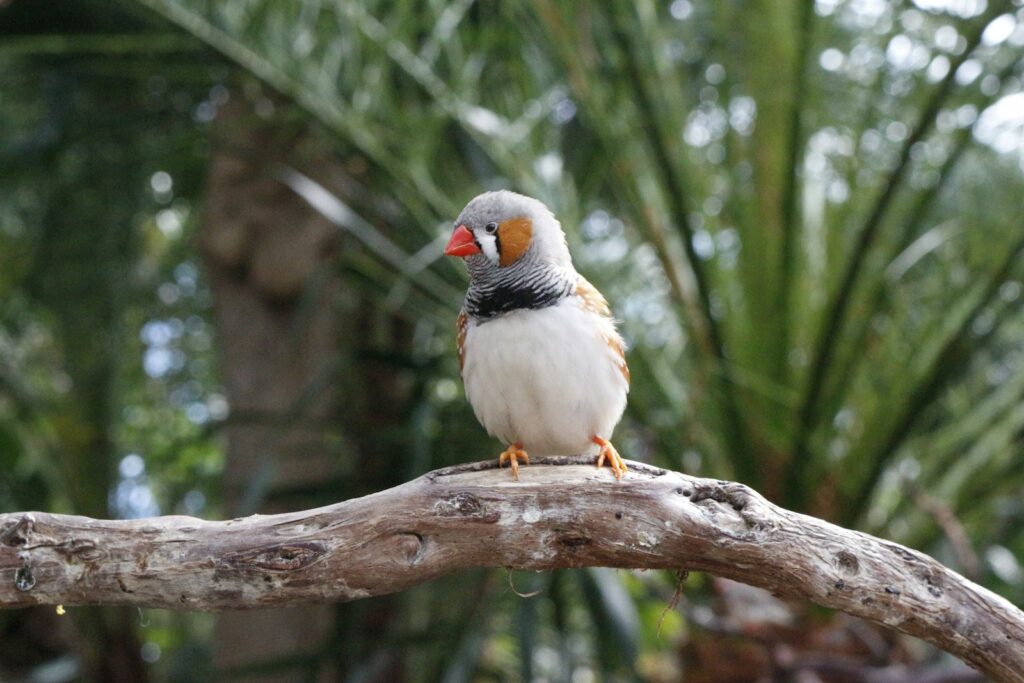 Zebra finch perched on a textured branch.