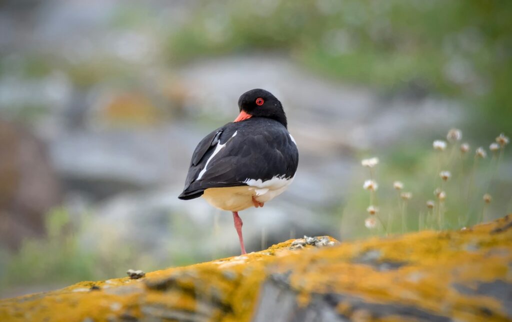 A Pied Oystercatcher stands on one leg, alert.