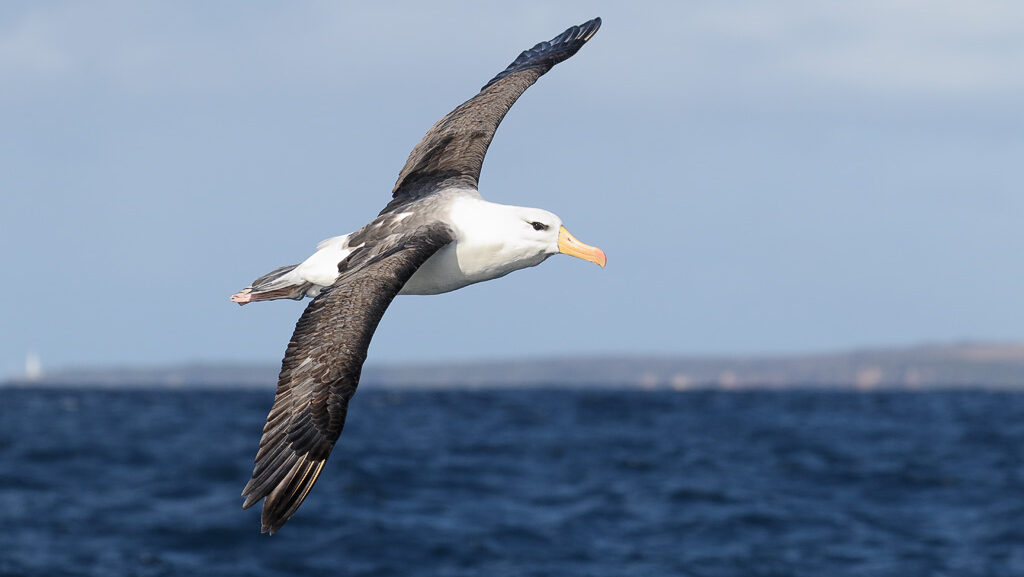 A black-browed albatross glides above the dark ocean waters.