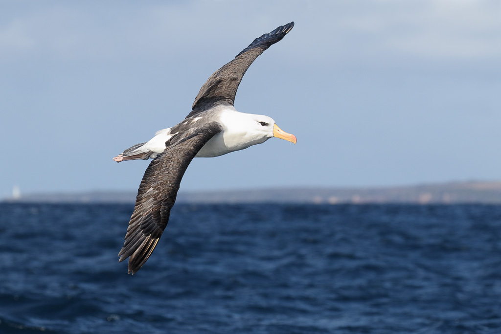 A black-browed albatross glides above the dark ocean waters.