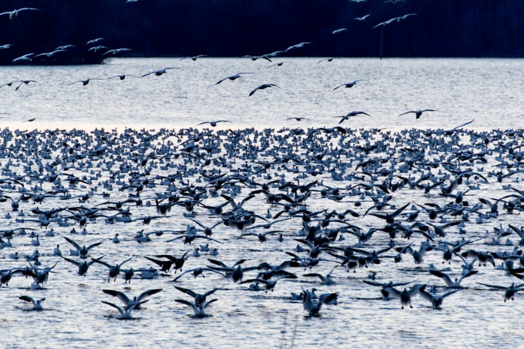 A large flock of Black-headed Gulls takes flight over water.
