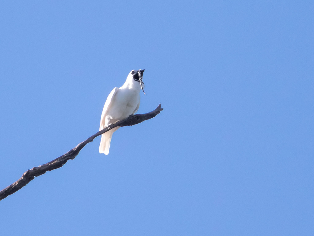 A Bare-throated Bellbird holds prey on a branch against a clear sky.