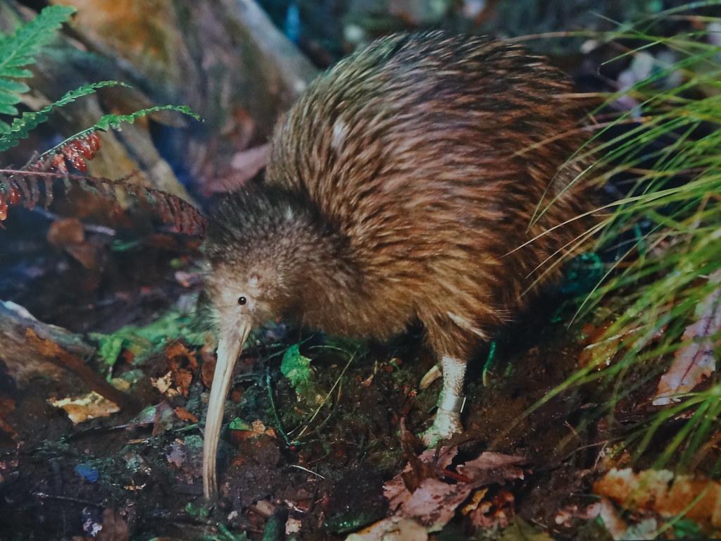 A brown kiwi with a long beak forages in a forest undergrowth of ferns and leaves.