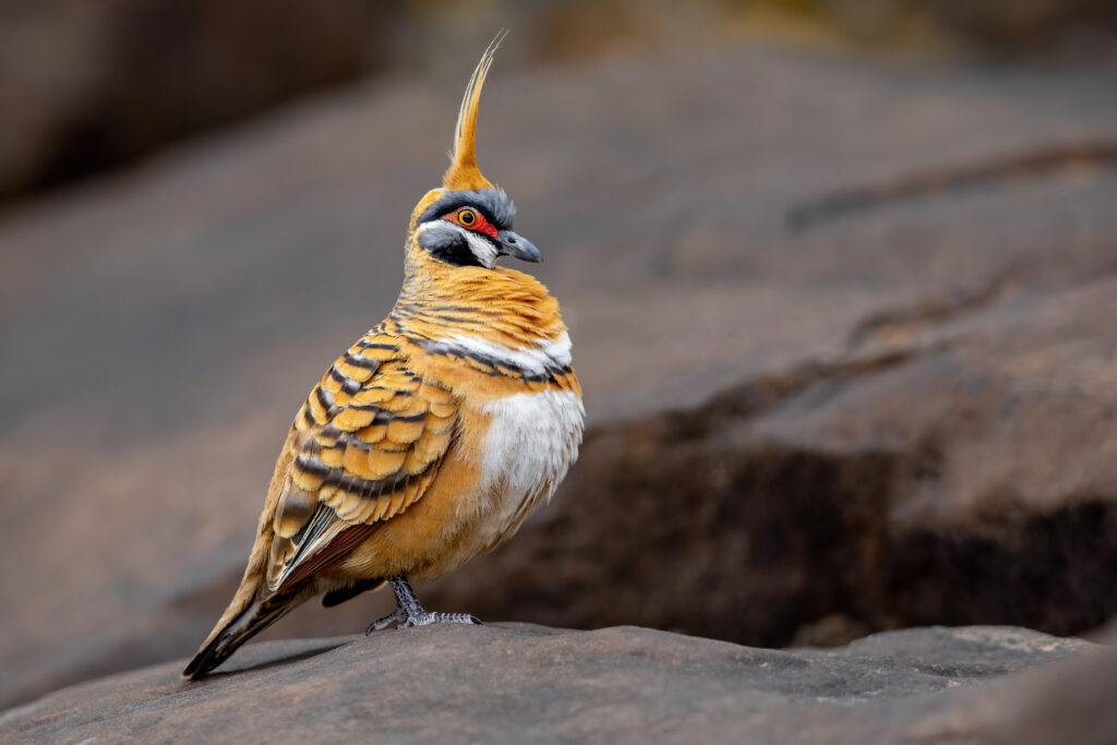A Spinifex Pigeon with a prominent crest stands on a rock.
