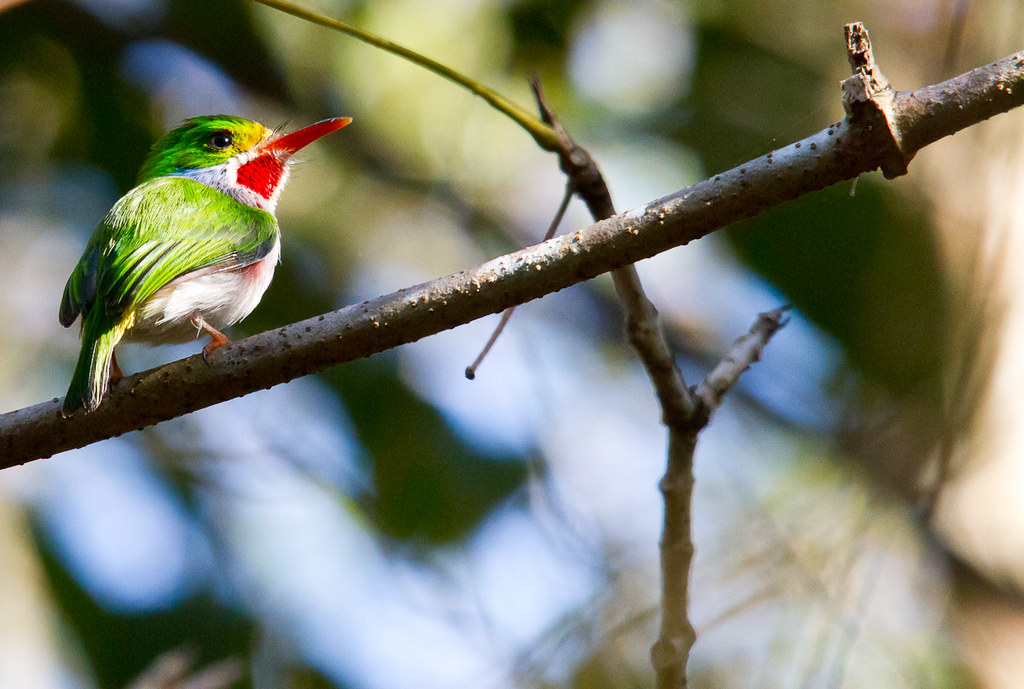 A Cuban tody with vibrant green, red, and yellow plumage sits on a branch.