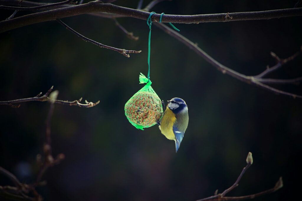 A small Eurasian blue tit with blue, yellow, and white plumage feeds from a suet ball hanging from a branch.