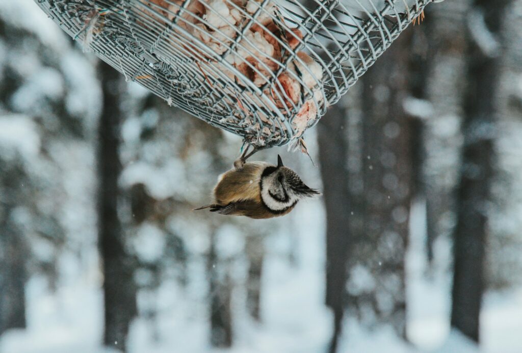 A crested tit with a prominent pointed crest clings upside down to a wire feeder in a snowy forest.