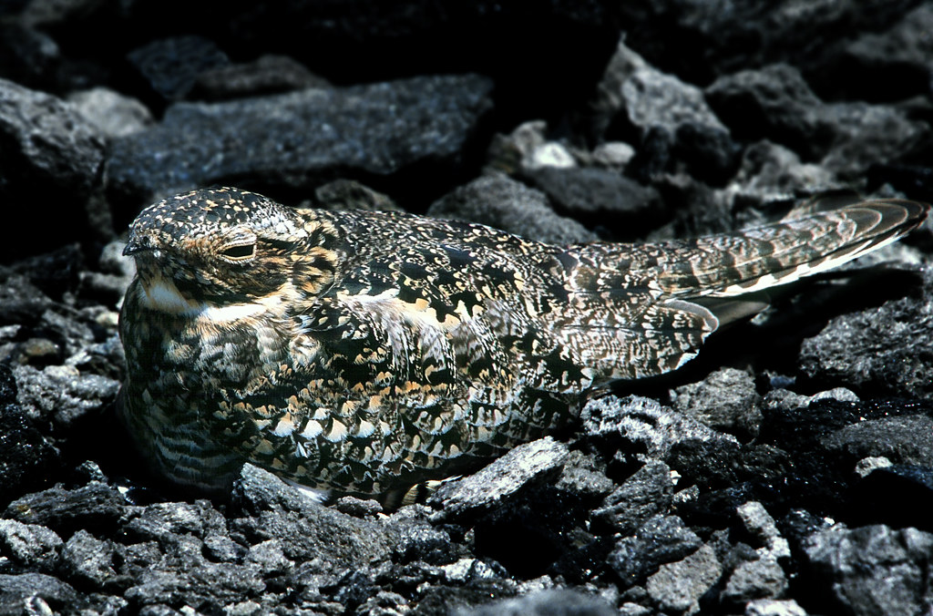 Common nighthawk resting on dark rocks.