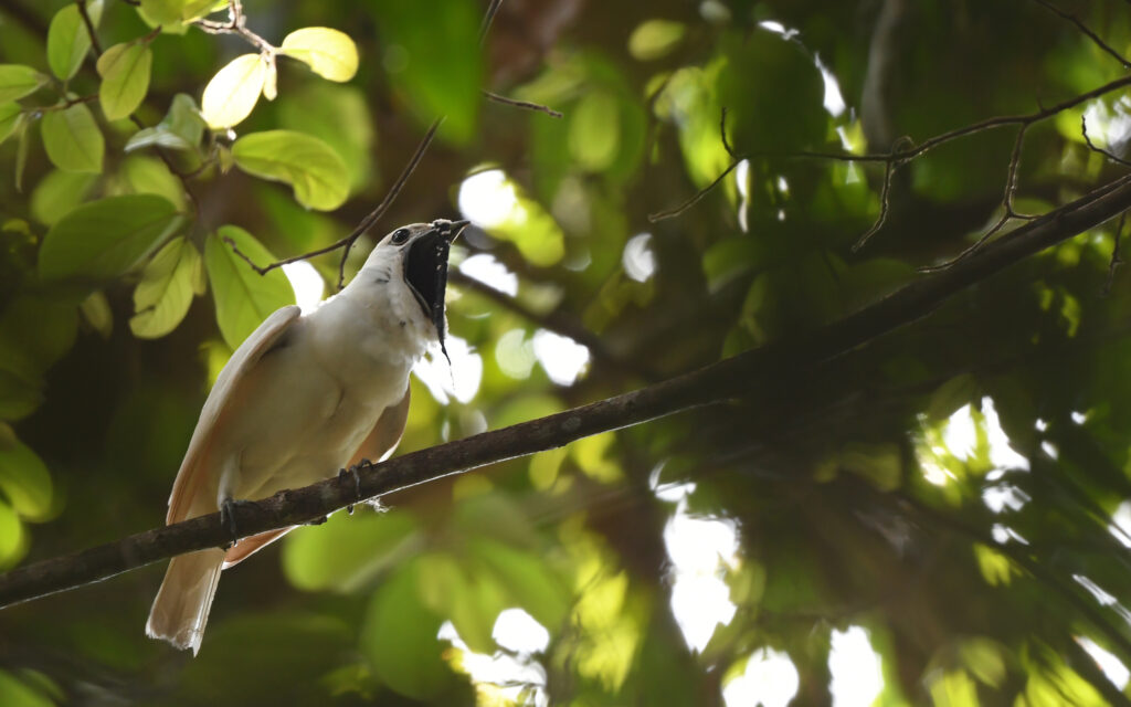 A Bare-throated Bellbird perches among green leaves.