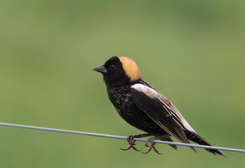 A Bobolink perches on a wire.