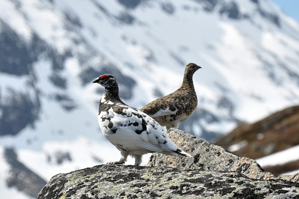 Two Rock Ptarmigans, one in white and black plumage, stand on a rocky surface.