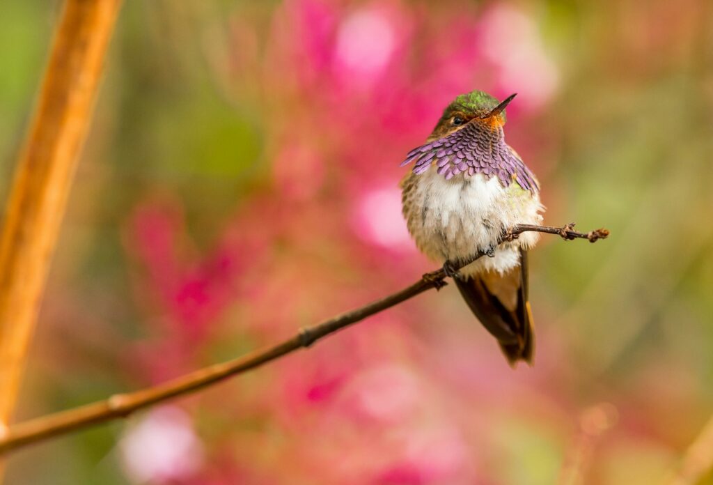 A Scintillant hummingbird with iridescent purple feathers perches on a slender branch.