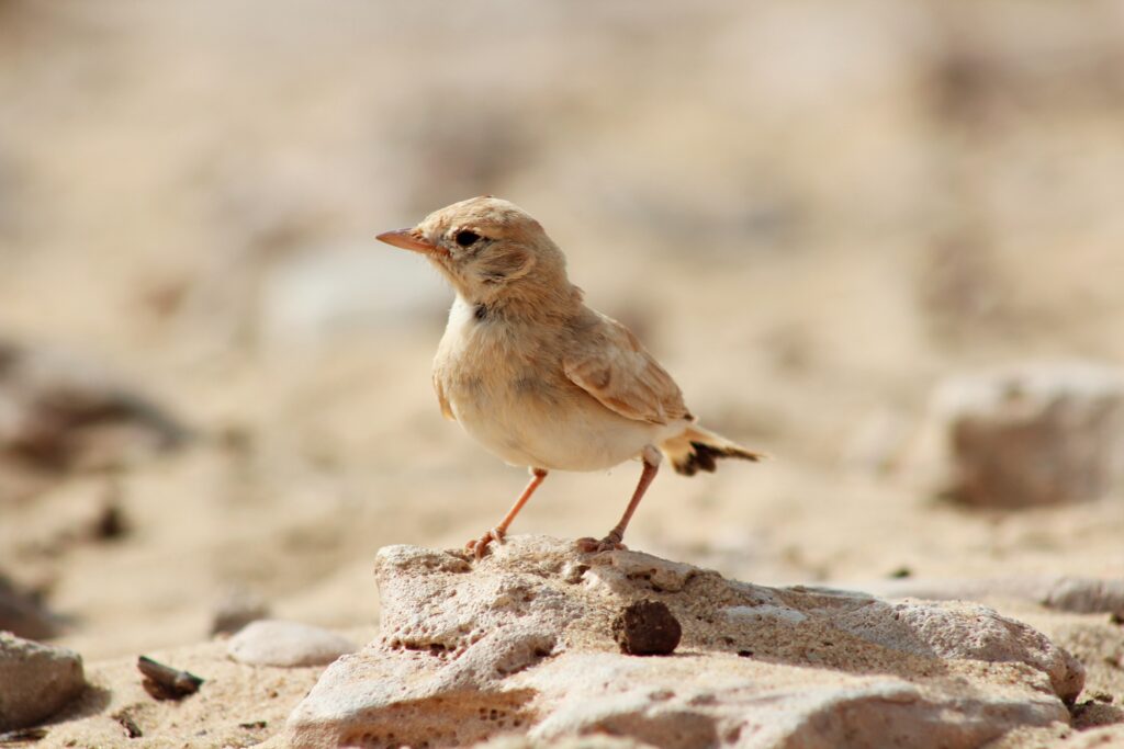A juvenile Bar-tailed lark stands on a textured surface.