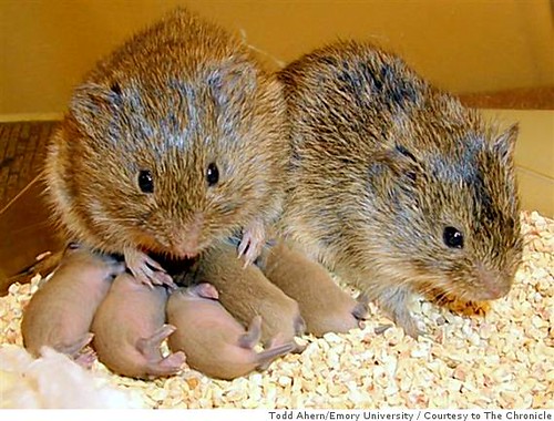 Two adult voles tend to several tiny, newborn vole pups on a textured surface.





Two adult voles tend to several tiny, newborn vole pups on a textured surface.
