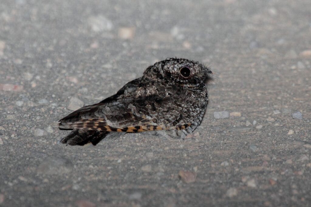 A common poorwill with mottled plumage sits on a gravelly surface.