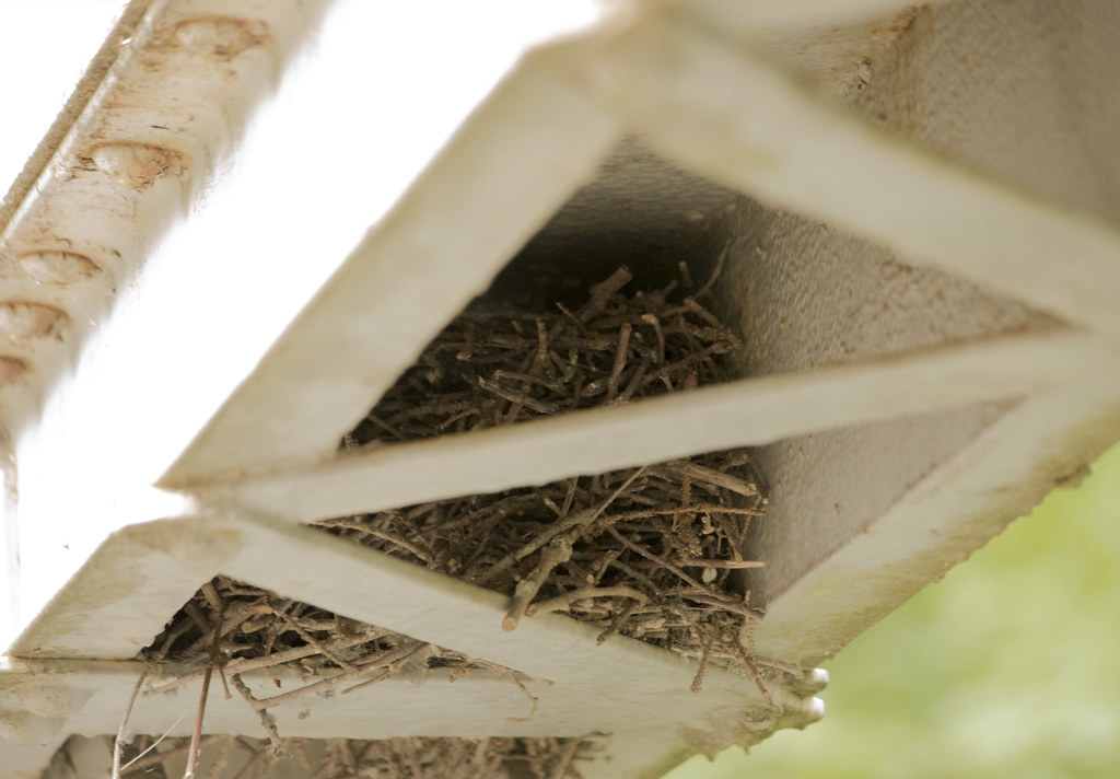 A wren's nest, constructed from twigs, is tucked into a corner under a structure.