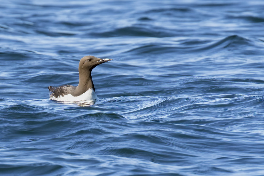 A Common murre with a brown head and white chest swims in wavy blue water.